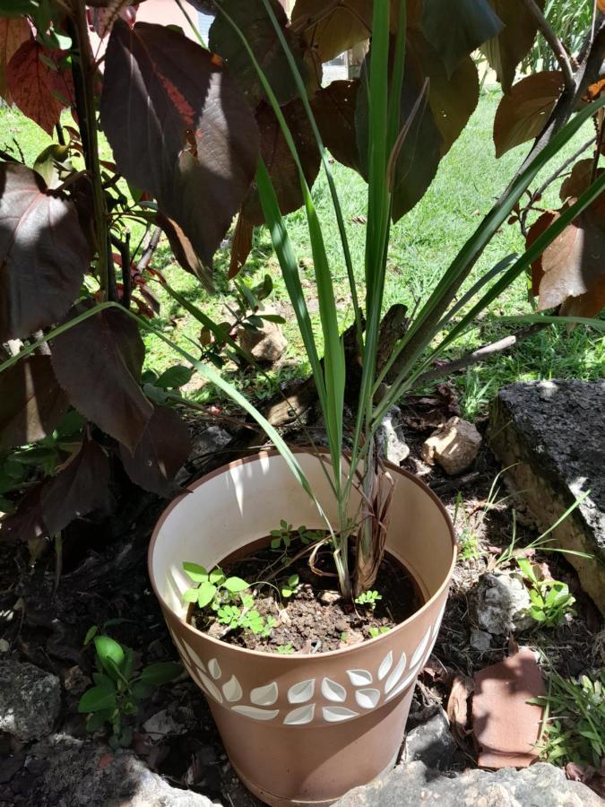 My Tiny Caritan- Petit Coin De Paradis- Bungalow De Vacances- Jardin, Plage, Piscine Attenante Сент-Анн Экстерьер фото